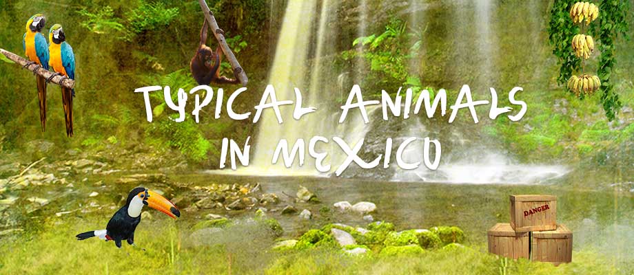 creative_world_tour_mexico_animals